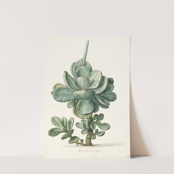 Vetplant (Cotyledon orbiculata) (1683) by Herman Saftleven