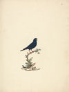 Vidua chalybeata (Village Indigobird)