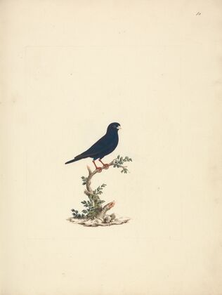 Vidua chalybeata (Village Indigobird)