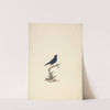 Vidua chalybeata (Village Indigobird) by Luigi Balugani