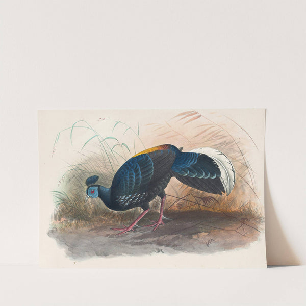 Vieillot&#039;s Fire-Backed Pheasant by Joseph Wolf