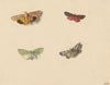 Vier vlinders
