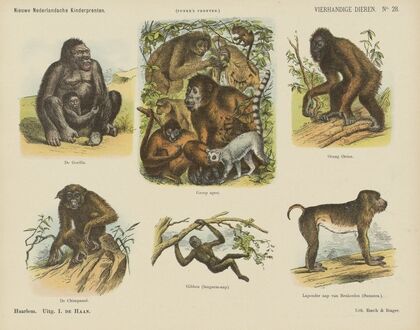 Vierhandige dieren (1875-1919)