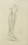View of musculature of the leg 2