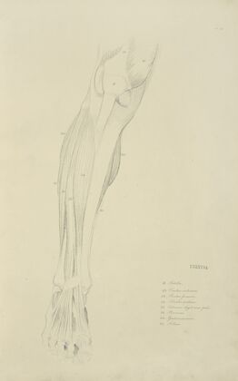 View of musculature of the leg from the front