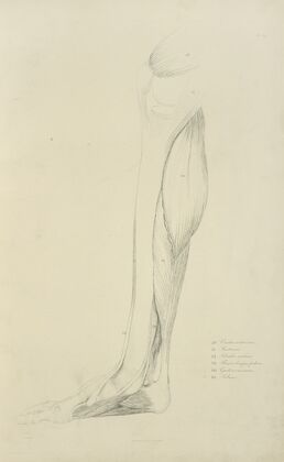 View of musculature of the leg