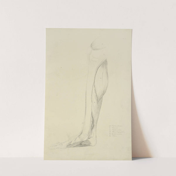 View of musculature of the leg by M.A. Nattali