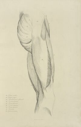 View of musculature of the upper leg and buttock