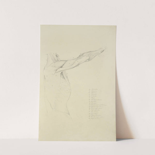 View of right arm and side of torso from the side by M.A. Nattali
