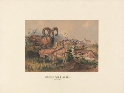 Vigne’s Wild Sheep