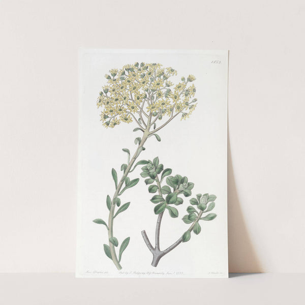 Villous Houseleek by Sydenham Edwards