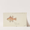 Vincentia conspera (Tas) : Southern Cardinalfish (1866) by Frank Edward Clarke