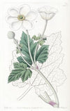 Vine-leaved Anemone