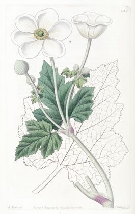 Vine-leaved Anemone
