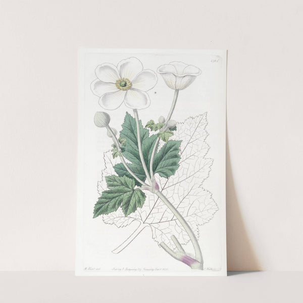 Vine-leaved Anemone by Sydenham Edwards