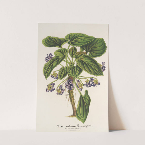 Viola arborea Brandyana by Charles Antoine Lemaire