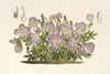 Viola pedata