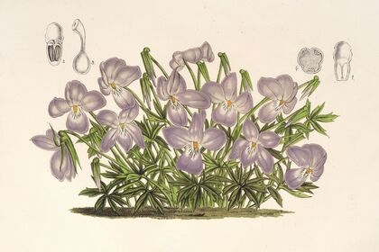 Viola pedata