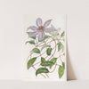 Violet Clematis by Sydenham Edwards