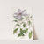Violet Clematis by Sydenham Edwards