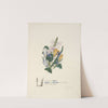 Violet, crocus and hyacinth by Jane Elizabeth Giraud