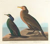 Violet-green cormorant