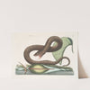 Vipera Fusca, The Brown-Viper; Arum &#038;c. (1754) by Mark Catesby
