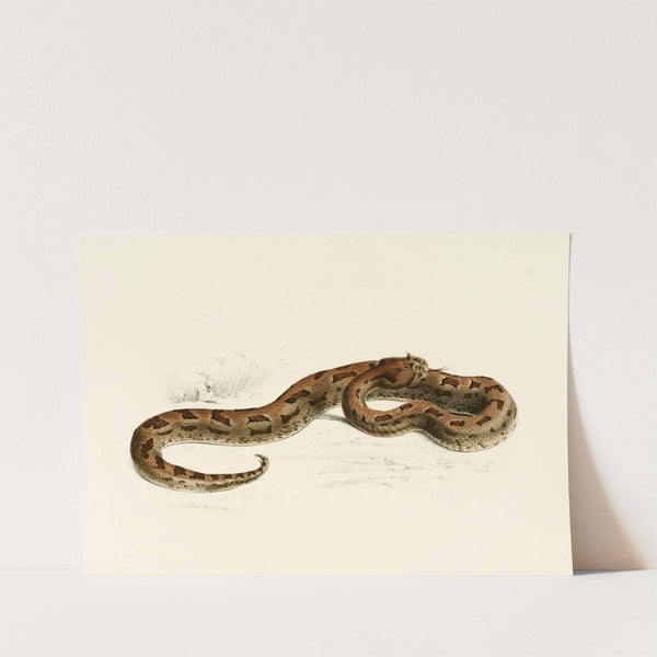 Vipera Lophophrys by Sir Andrew Smith