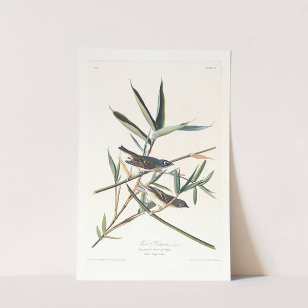 Vireo solitarius (1827–1838) by John James Audubon