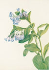 Virginia Bluebells. (Mertensia virginica) (1925)