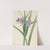 Virginia Spiderwort (Tradescantia virginiana) (1920) by Mary Vaux Walcott