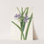 Virginia Spiderwort. (Tradescantia virginiana) (1925) by Mary Vaux Walcott