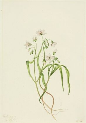 Virginia Springbeauty (Claytonia virginica) (1919)