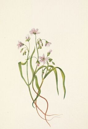 Red Buckeye (Aesculus pavia) (1918) — size preview