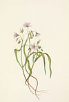 Red Buckeye (Aesculus pavia) (1918)