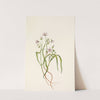 Virginia Springbeauty. Claytonia virginica (1925) by Mary Vaux Walcott