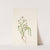 Virginia Springbeauty. Claytonia virginica (1925) by Mary Vaux Walcott