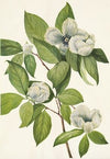 Alaska Fleabane (Erigeron salsuginosus) (1925)