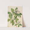 Virginia Stewartia (Stewartia malachodendron) (1925) by Mary Vaux Walcott