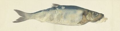 Vis, deels vergaan (1775 - 1833)