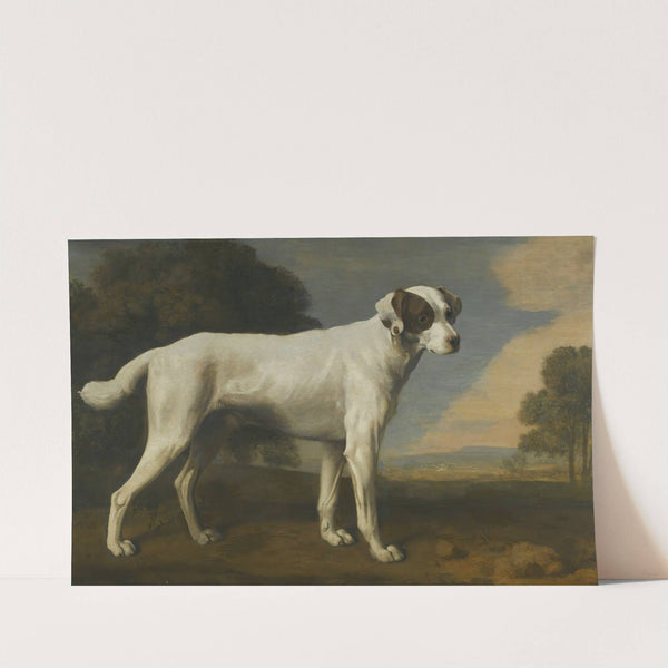 Viscount Gormanston’s White Dog (1781) by George Stubbs