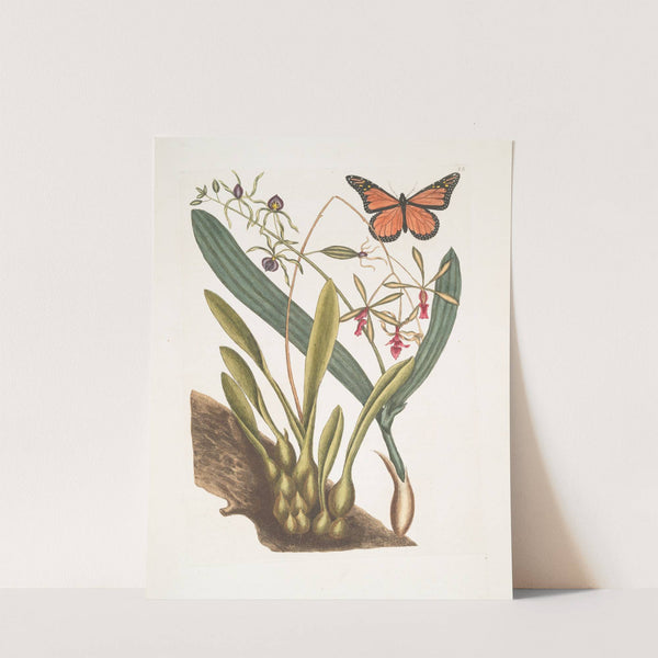 Viscum radice bulbosa; Viscum Caryophylloïdes &#038;c.; Papillio &#038;c. (1754) by Mark Catesby