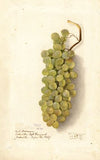 Vitis