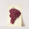 Vitis: Ajun by Ellen Isham Schutt