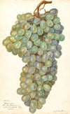 Vitis: Almeria