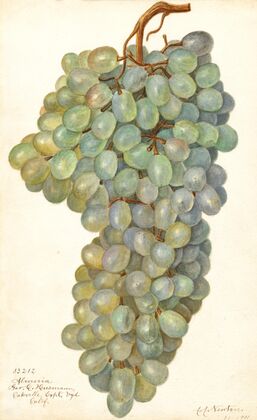Vitis: Almeria