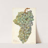 Vitis: Almeria by Amanda Almira Newton