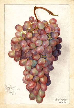Vitis: Angelina