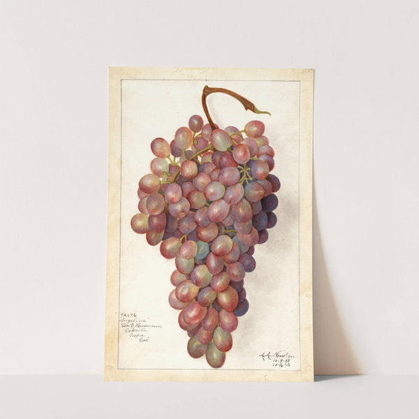 Vitis: Angelina by Amanda Almira Newton