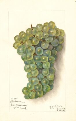 Vitis: Backman
